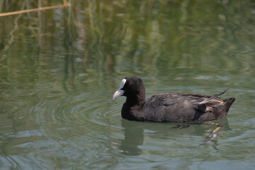 Fulica atra