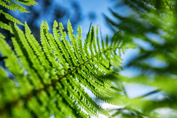 Fern in the forest against the blue sky. Flower plants outdoors. Beautiful background green and blue-green color.