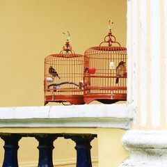 Obraz premium Bird cages leaving outside of the house