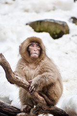 Monos de la nieve en Jigokudani park, pelaje claro,nieve de fondo,solos o de a pares