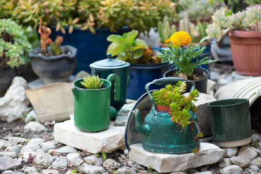 Reused planter ideas. Second-hand kettles, saucepans, old teapots turn into garden flower pots. Recycled garden design and low-waste lifestyle. Selective focus.