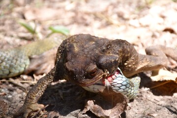 Front view of toad (bufo) attacked by collared snake (Natrix astreptophora) on a front leg.