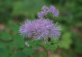 Thalictrum aquilegiifolium