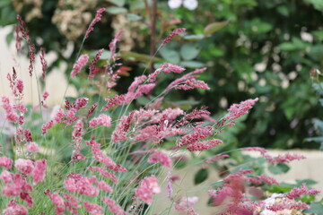庭の美しい紫のメリニスサバンサ
Beautiful purple Melinis in the garden.