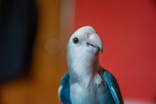 Agaporni Roseicollis