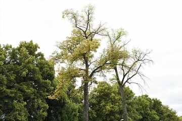 Gelbe Blätter schon im Fühsommer -absterbende Linde - Die zunehmende Trockenheit im Rahmen des Klimawandels und die Erderwärmung führt vielerorts zum Absterben vieler Laub- und Nadelbäume