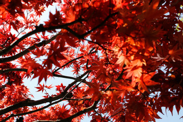 Beautiful Japanese Maple in Kyoto, Japan