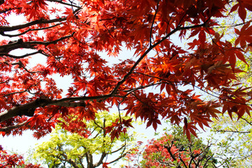 Beautiful Japanese Maple in Kyoto, Japan