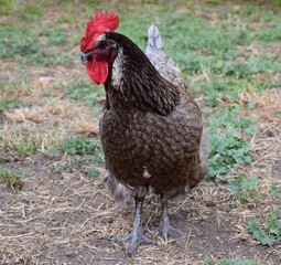 Dark-colored hen of breed biblue in green grass field.