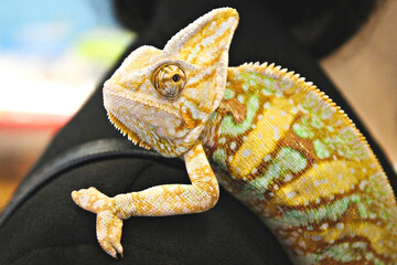 Veiled chameleon (chamaeleo calyptratus) close-up on owners shoulder. Madagascar endemic Panther chameleon macro eye & head. Colorful Lizard panther chameleon skin green brown yellow blue domestic pet © Real Moment