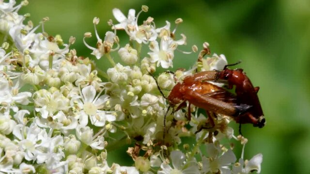 Pair of Soldier Beetle in copulation. Their Latin name is Cantharis livida.