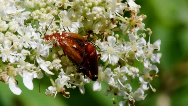 Pair of Soldier Beetle in copulation. Their Latin name is Cantharis livida.
