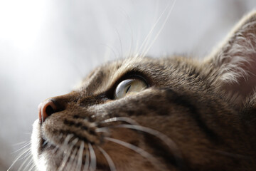 close up portrait of a cat