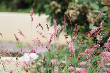 ふわふわのかわいい紫のメリニスサバンサ
Fluffy and cute purple Melinis.
