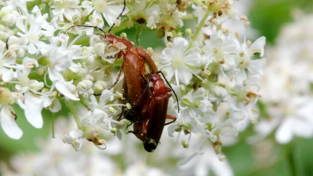 Pair of Soldier Beetle in copulation. Their Latin name is Cantharis livida.