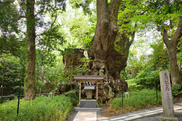 熱海 来宮神社の御神木「大楠」