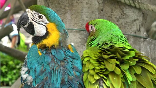 Great Green Macaw and Blue-and-Yellow Macaw. Ara Ambiguus and Ara Ararauna. Colorful Parrots. Close up. 4K