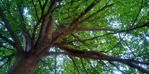 bird on tree