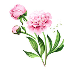 Pink peony Flowers bouquet. Hand drawn watercolor illustration isolated on white background