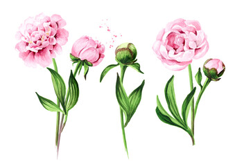 Pink peony Flowers bouquets, Hand drawn watercolor illustration isolated on white background