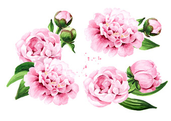 Pink peony Flowers set, Hand drawn watercolor illustration, isolated on white background
