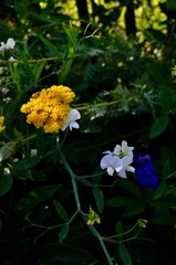 yellow flowers of green grass