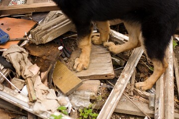 German shepherd dog puppy with broken leg on the chain on messy yard in Slovak gypsy village