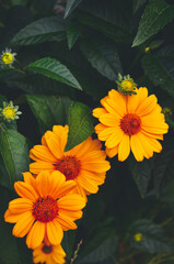 yellow flowers in the garden