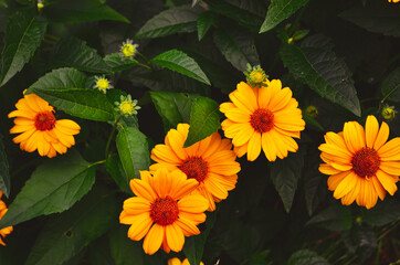yellow flowers on a green background