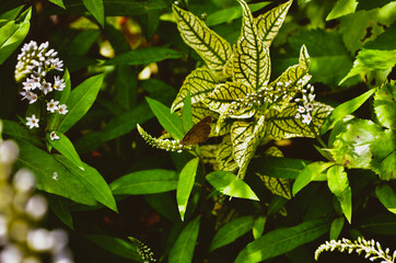 flower in the garden