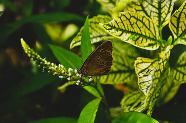 butterfly on a leaf