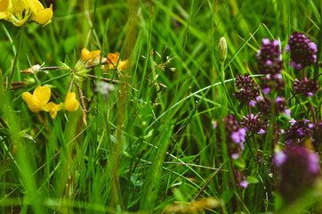 yellow spring flowers