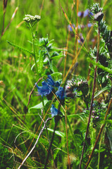wild blueberries in the forest