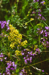 butterfly on a flower