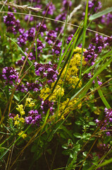 close up of lavender
