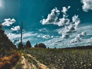 landscape with flowers