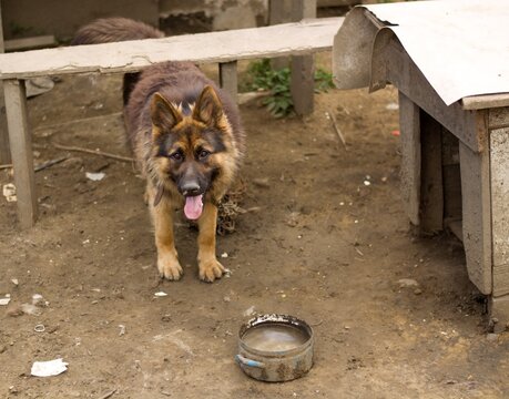 Old cute abused german shepherd dog on chain on messy yard in Slovak gypsy village