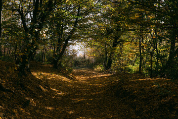 Fototapeta na wymiar forest path in autumn