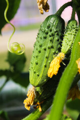 Young plant cucumber with yellow flowers. Texture pattern juicy fresh cucumber close-up macro on a background of leaves. Green  growing vegetable in field for harvesting on a branch in a greenhouse. 
