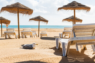Sea gull lying besides empty deck chairs at beach during quarantine times