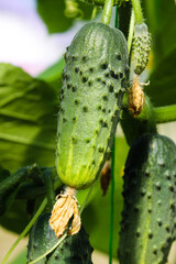 Young plant cucumber with yellow flowers. Texture pattern juicy fresh cucumber close-up macro on a background of leaves. Green  growing vegetable in field for harvesting on a branch in a greenhouse. 
