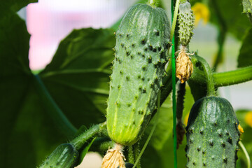 Young plant cucumber with yellow flowers. Texture pattern juicy fresh cucumber close-up macro on a background of leaves. Green  growing vegetable in field for harvesting on a branch in a greenhouse. 
