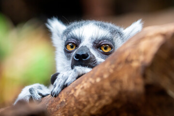 Ring Tailed Lemur (lemur catta)