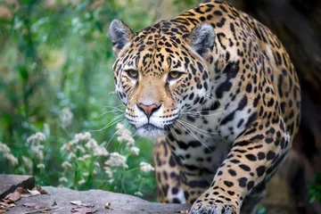 Foto op Plexiglas Closeup portrait of Jaguar on blurred background © Edwin Butter
