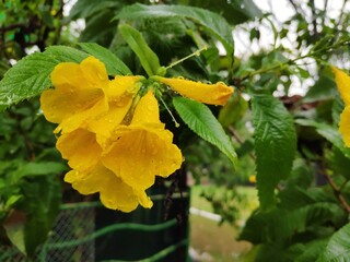 yellow flower in the garden