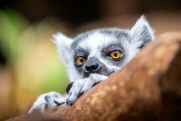 Ring Tailed Lemur (lemur catta)