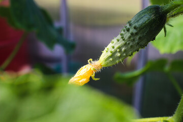 Young plant cucumber with yellow flowers. Texture pattern juicy fresh cucumber close-up macro on a background of leaves. Green  growing vegetable in field for harvesting on a branch in a greenhouse. 
