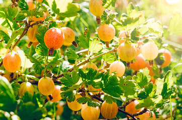 Gooseberry. Fresh and ripe organic gooseberries growing in the garden. Ripe fresh green gooseberries in the garden. Growing organic berries.