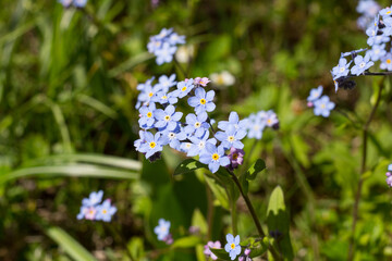Delicate blue forget-me-not (lat. Myosótis), growing in nature .