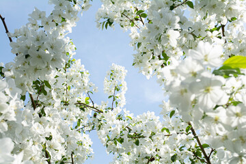 apple tree flowers on a background of blue sky on a sunny day